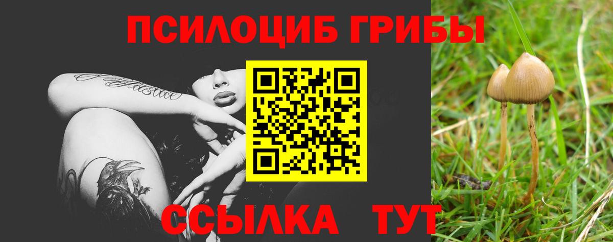 Фролово  Псилоцибиновые грибы Cubensis  Вход с VPN 
